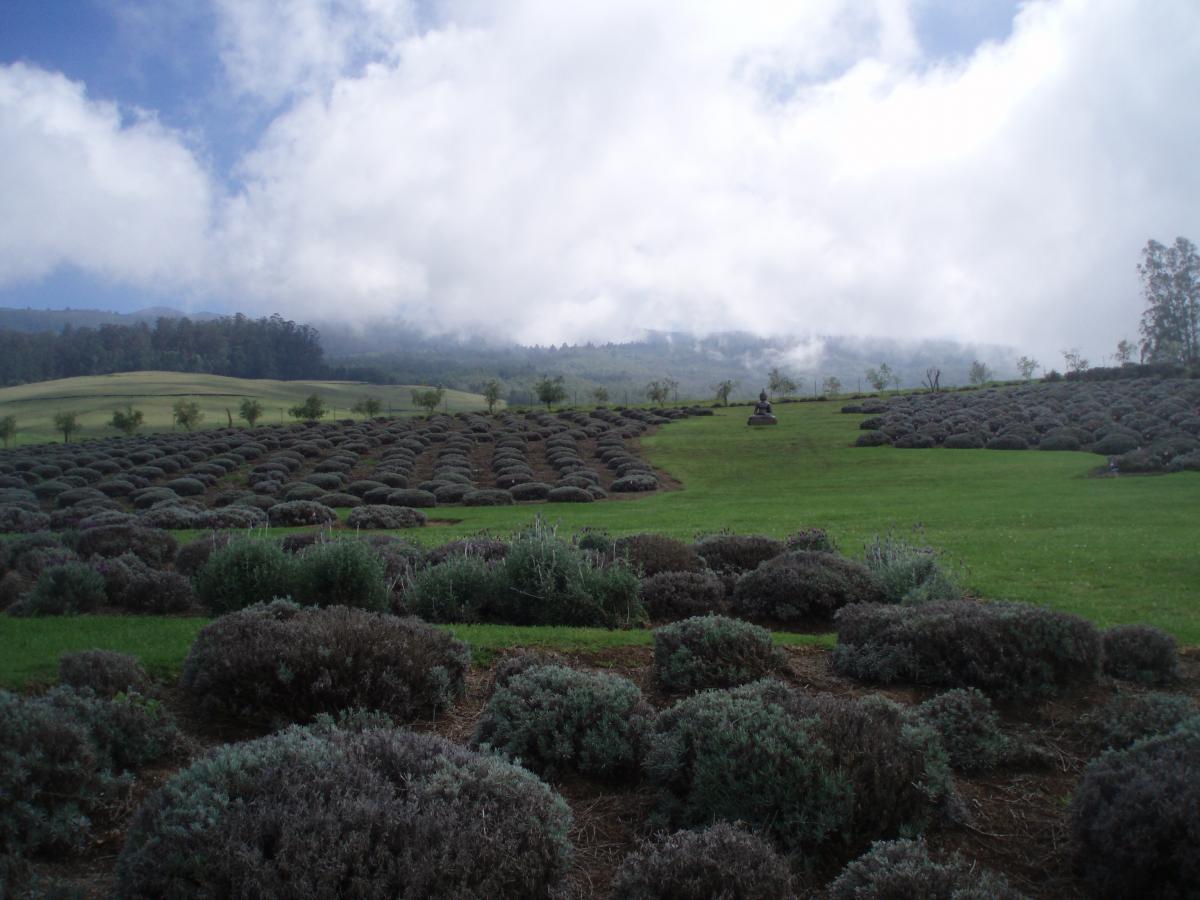Lavender Farm in Maui